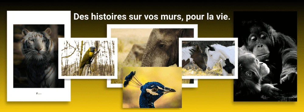 Posters Animaux. Plongez dans l'univers animalier avec les posters d'animaux en photographie de la Boutique du Poster Français et Yann Peccard, proposant une collection de posters muraux à la fois esthétiques et authentiques