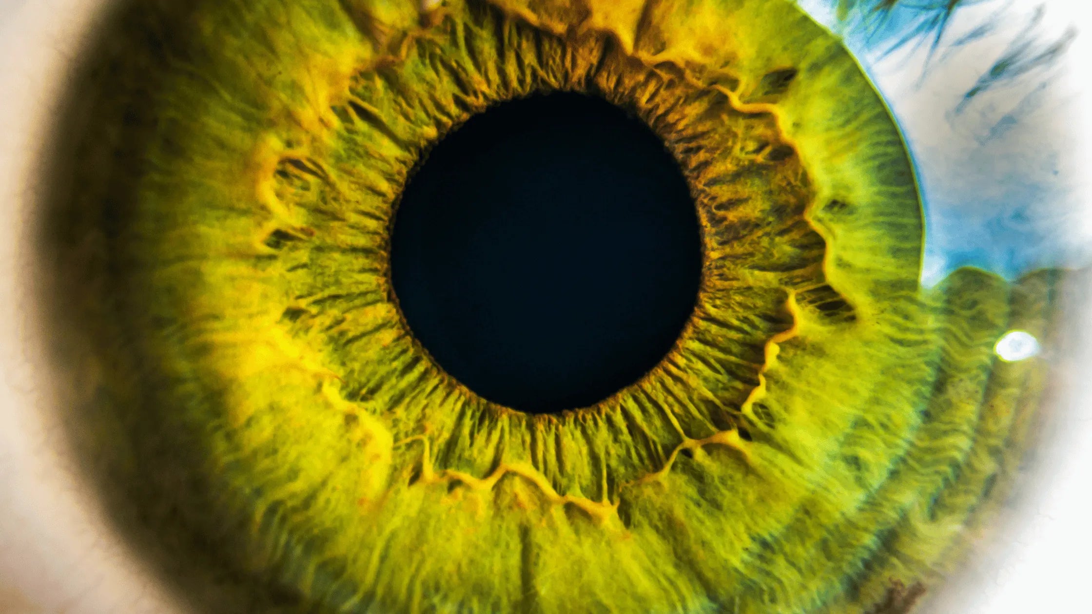 L’Art de la Photographie d’Iris : Techniques pour Capturer la Fenêtre de l'Âme
