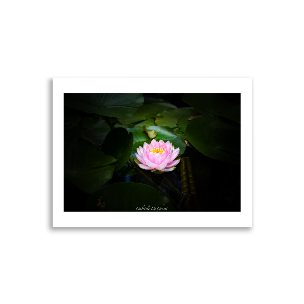 Affiche de Fleur de Lotus