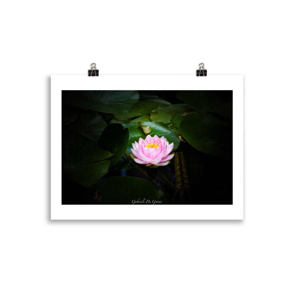 Photographie d'art d'une fleur de LOTUS.