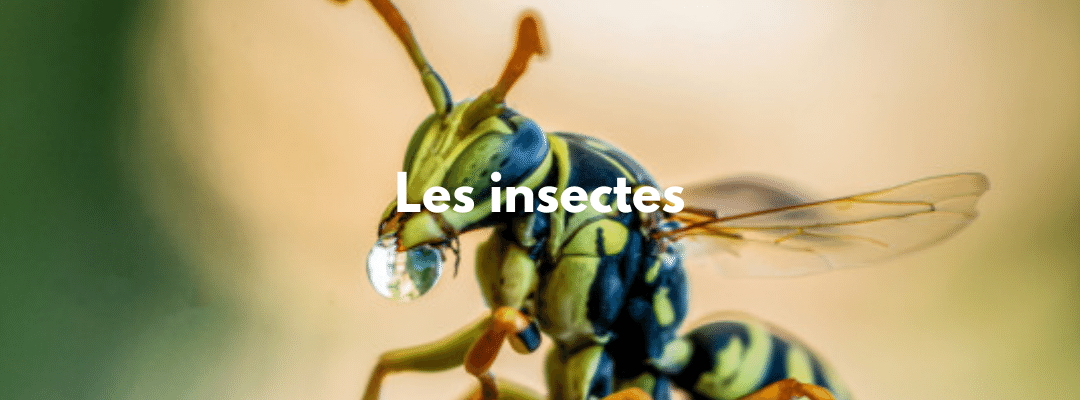 Posters insectes