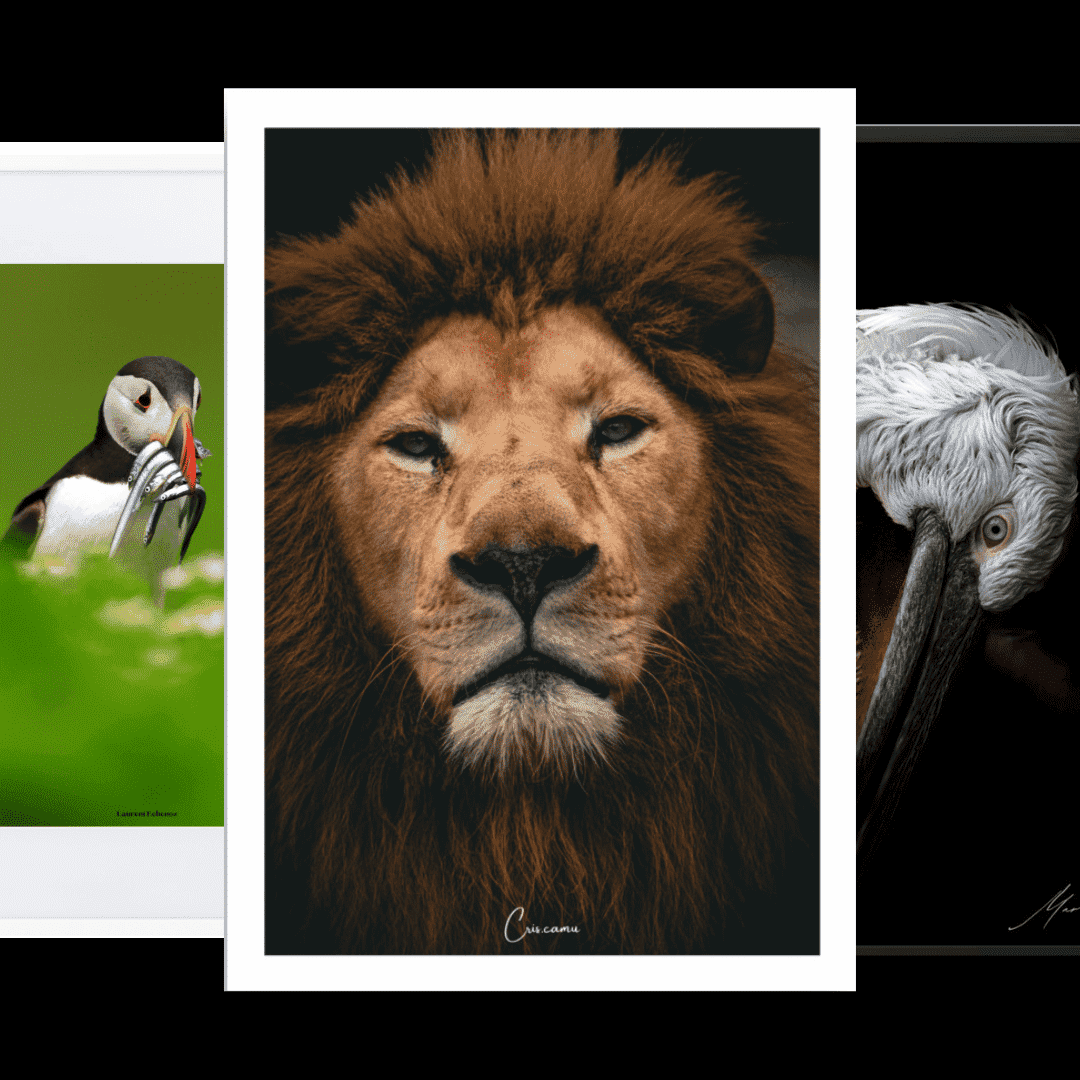 Posters animaux