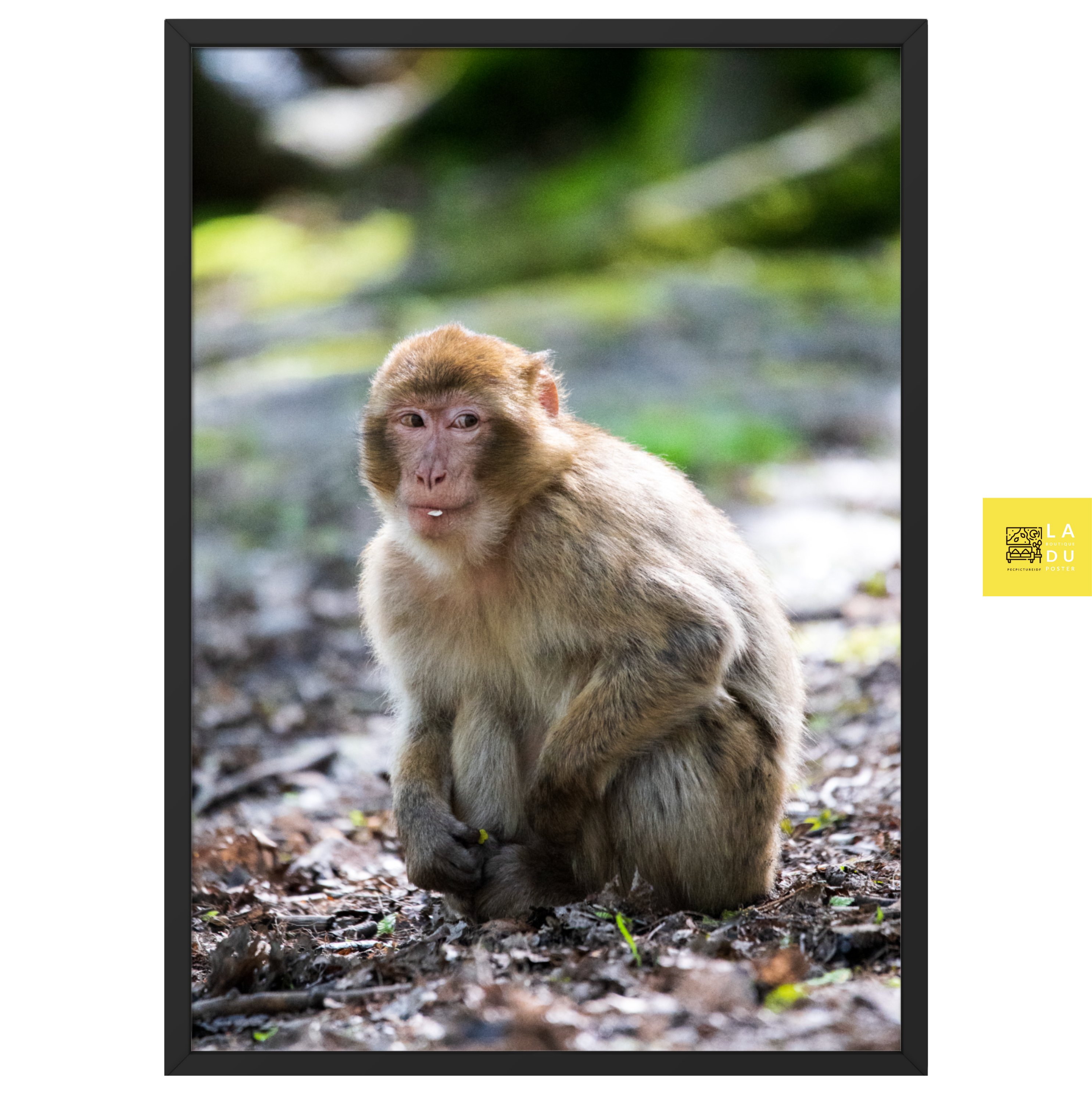 Photographie de macaque