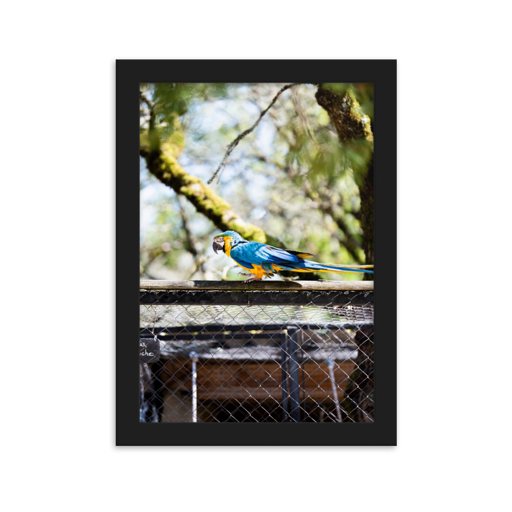 Poster mural - Ara Bleu – Photographie d'oiseau – Poster photographie, photographie murale et des posters muraux unique au monde. La boutique de posters créée par Yann Peccard un Photographe français.