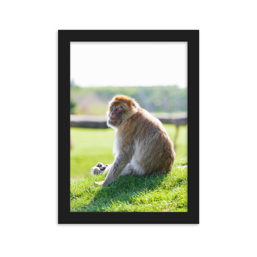 Un macaque de barbarie se prélassant au soleil, avec un regard calme, entouré de tons verts apaisants et de touches dorées du soleil.