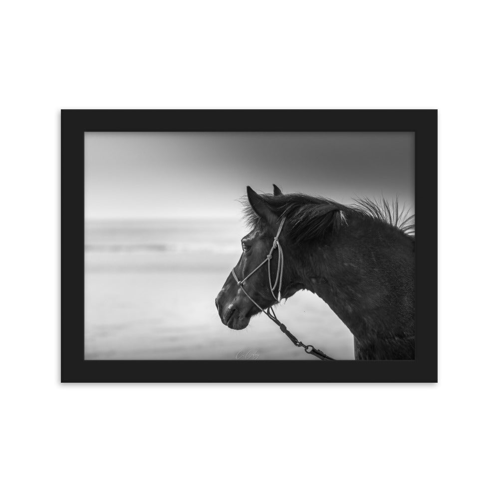 Photographie noir et blanc 'Cheval N&B' par Charles Coley, illustrant la grâce majestueuse d'un cheval en mouvement, avec une attention particulière aux détails exquis et à la pureté du moment capturé.