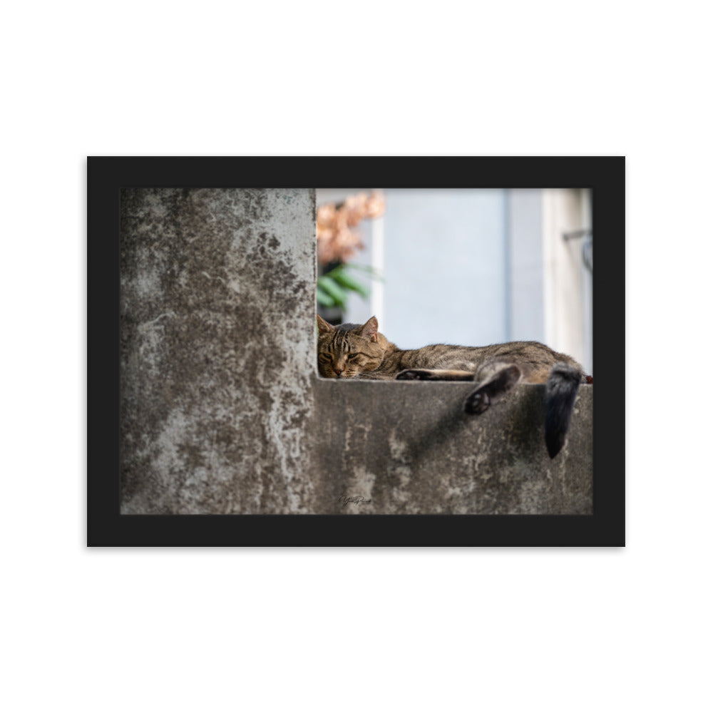 Chat paisiblement endormi sur une surface en béton, capturé dans le poster 'Sieste' par Yann Peccard.