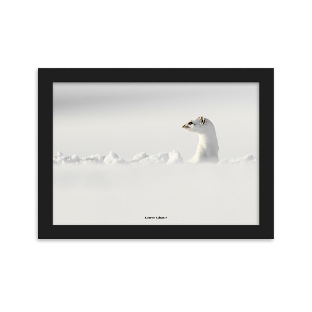 Photographie 'Seul un regard' de Laurent Echenoz, illustrant une hermine dans un paysage enneigé, encadrée en aulne ou chêne pour une élégance naturelle.