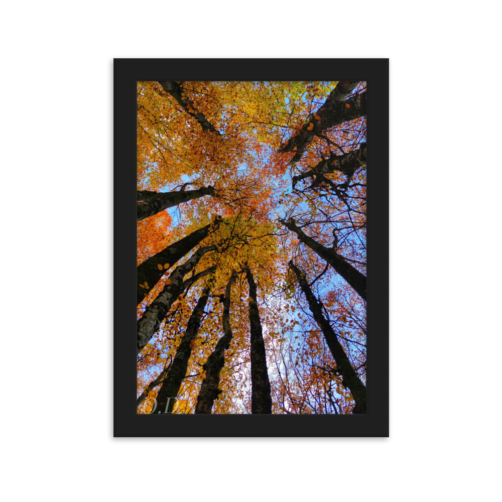 Photographie 'Automne' de La plantoune, illustrant la canopée forestière en automne avec des couleurs vibrantes, encadrée pour une élégance naturelle.
