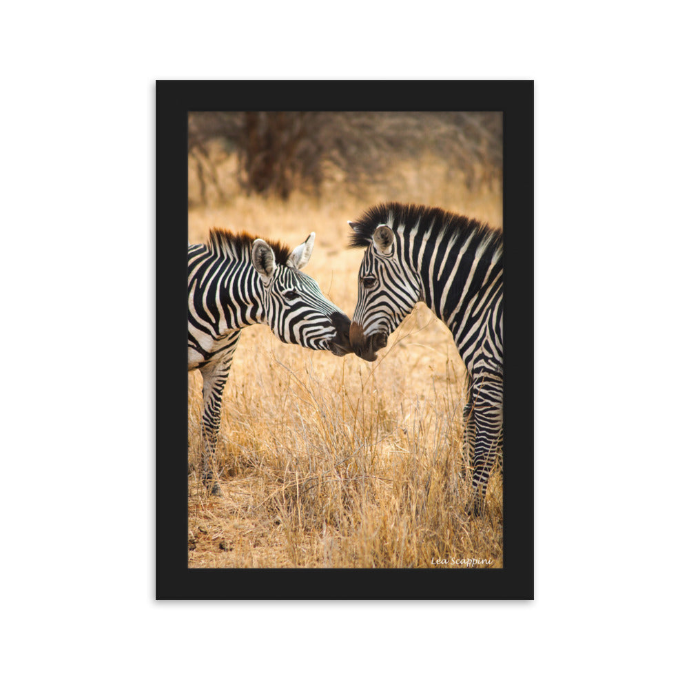 Photographie de deux zèbres s'embrassant dans le parc national du Serengeti, capturée par Léa Scappini, illustrant un moment intime et tendre de la vie sauvage.