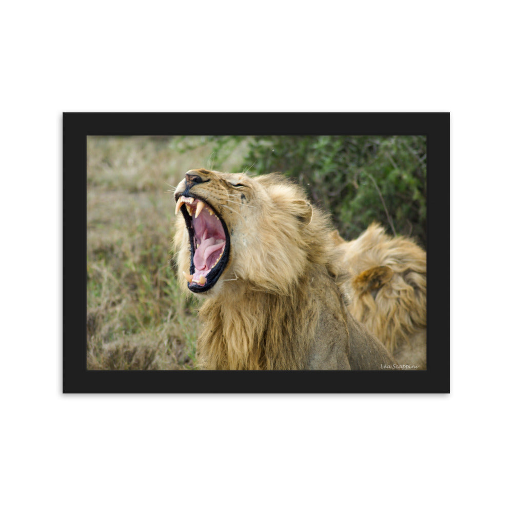 Photographie capturant un lion majestueux au milieu d'un puissant bâillement, par Léa Scappini, illustrant la force brute et la splendeur de la savane africaine.