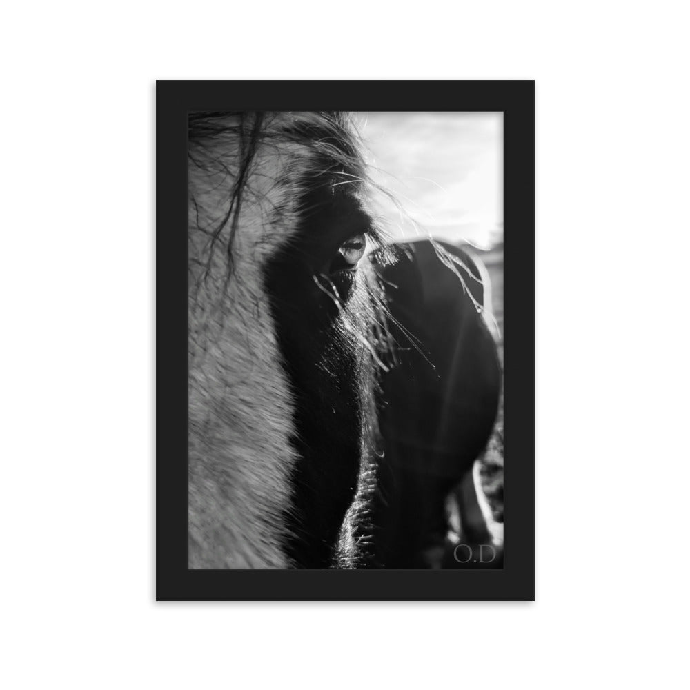 Portrait cheval en noir et blanc