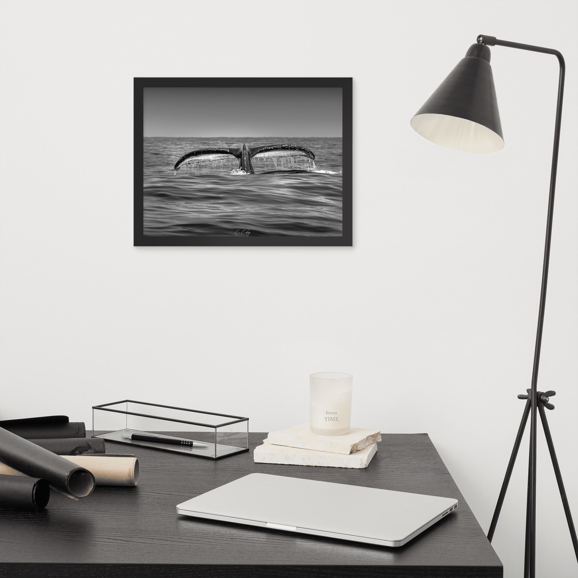 Photographie noir et blanc 'Baleine à Bosse N02' par Charles Coley, mettant en lumière la puissante et sereine nageoire caudale d'une baleine à bosse émergeant des eaux profondes et mystérieuses de l'océan.