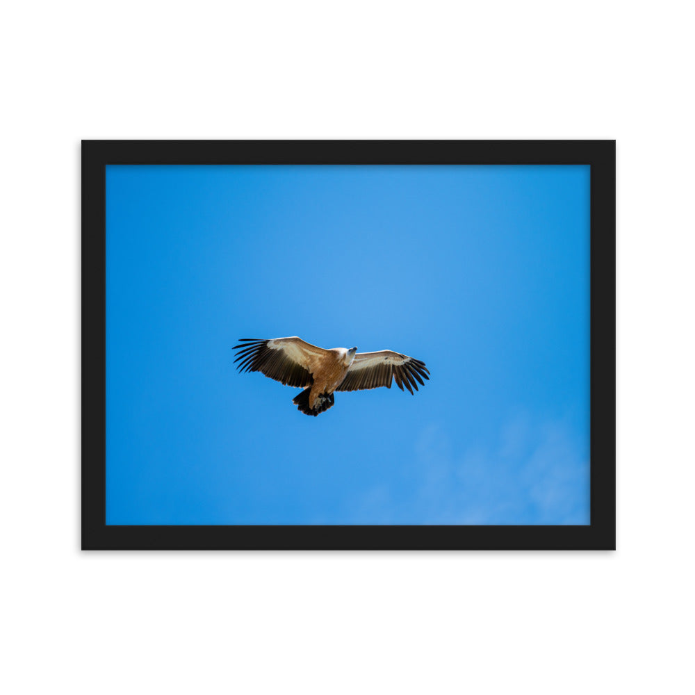 Poster de photographie animalière d'un vautour fauve en plein vol, les ailes écartées, sous un ciel bleu dégagé.