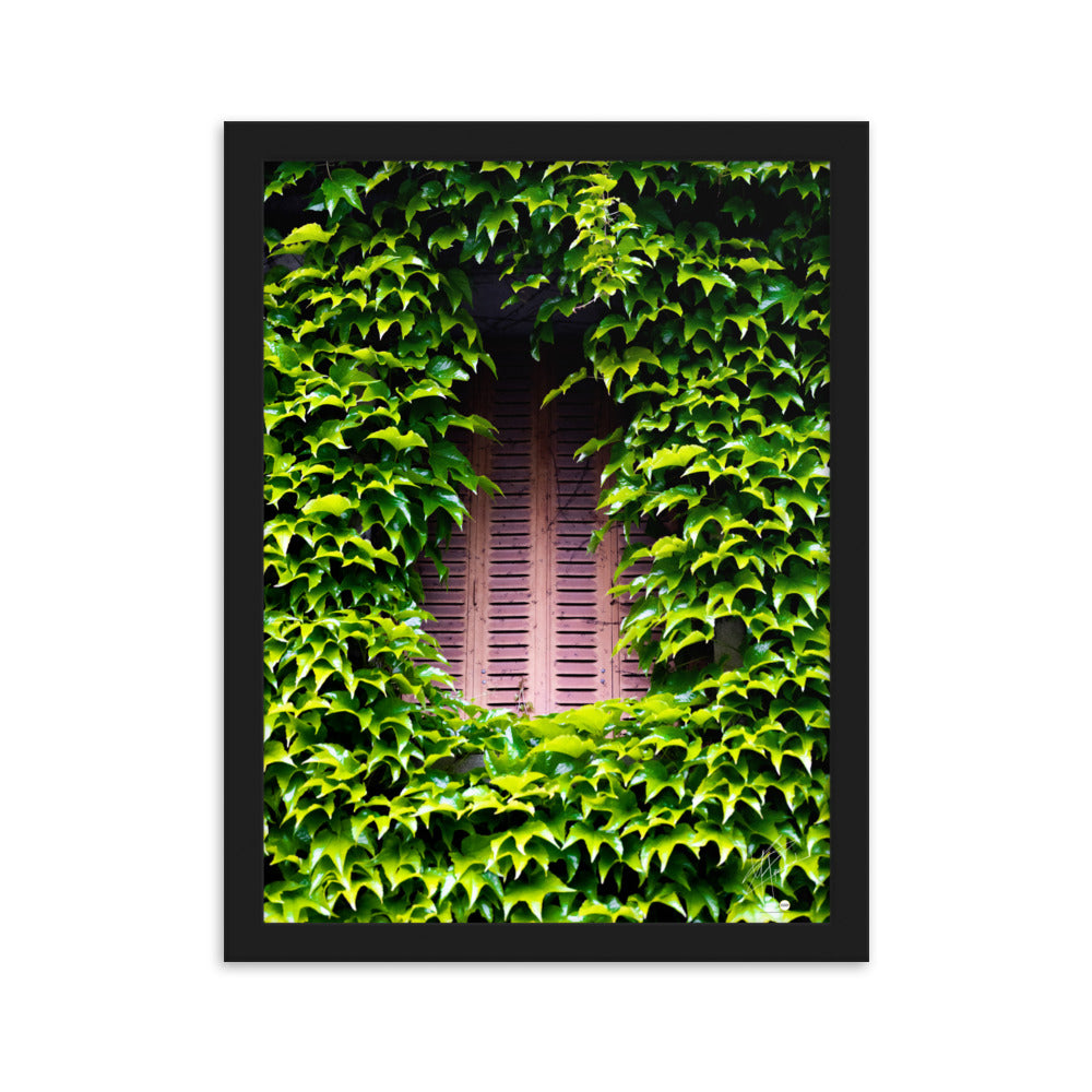 Photographie montrant une vieille fenêtre aux volets rouges, enveloppée par des plantes vertes grimpantes. Une représentation poétique de l'interaction entre nature et histoire.