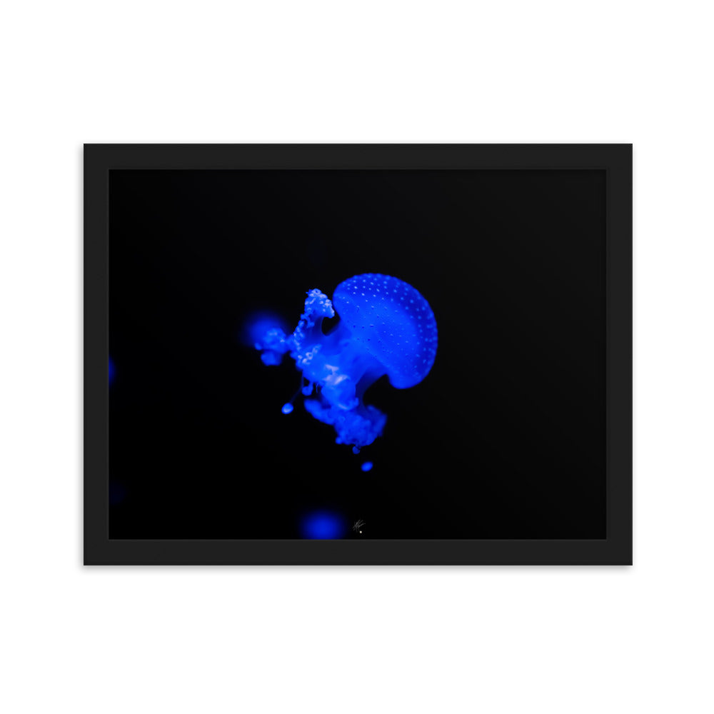 Photographie de méduse illuminée d'un éclat bleu hypnotique sur fond sombre, encadrée élégamment, par l'artiste Yann Peccard.