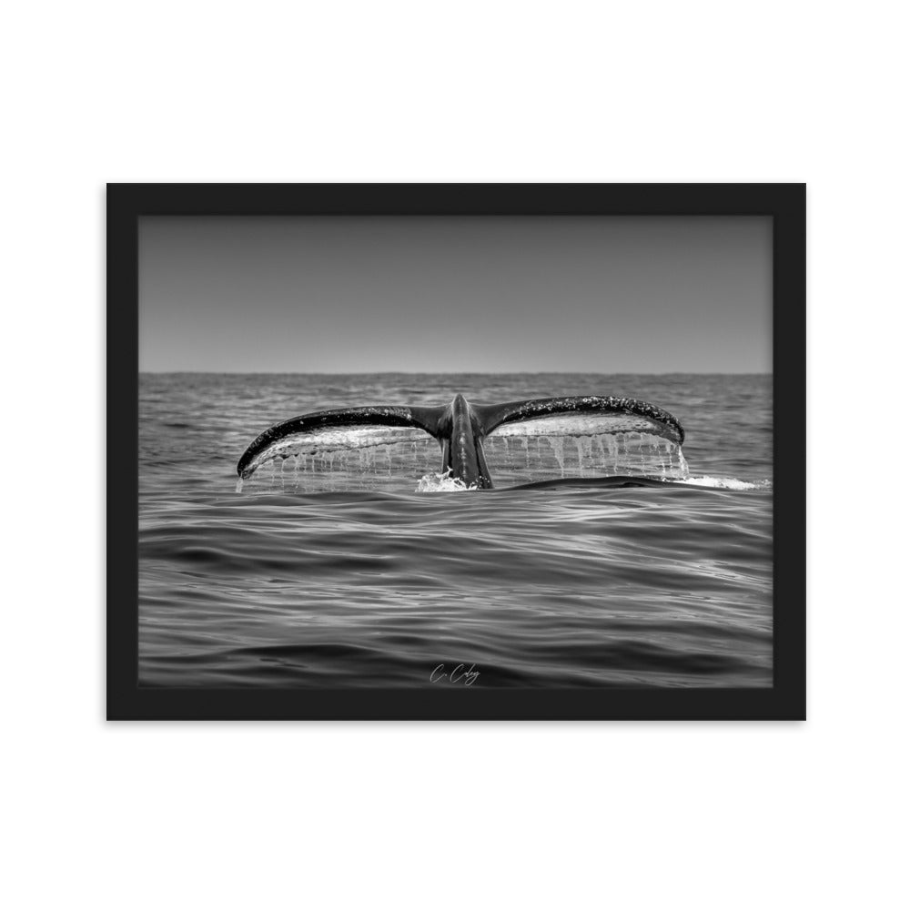 Photographie noir et blanc 'Baleine à Bosse N02' par Charles Coley, mettant en lumière la puissante et sereine nageoire caudale d'une baleine à bosse émergeant des eaux profondes et mystérieuses de l'océan.