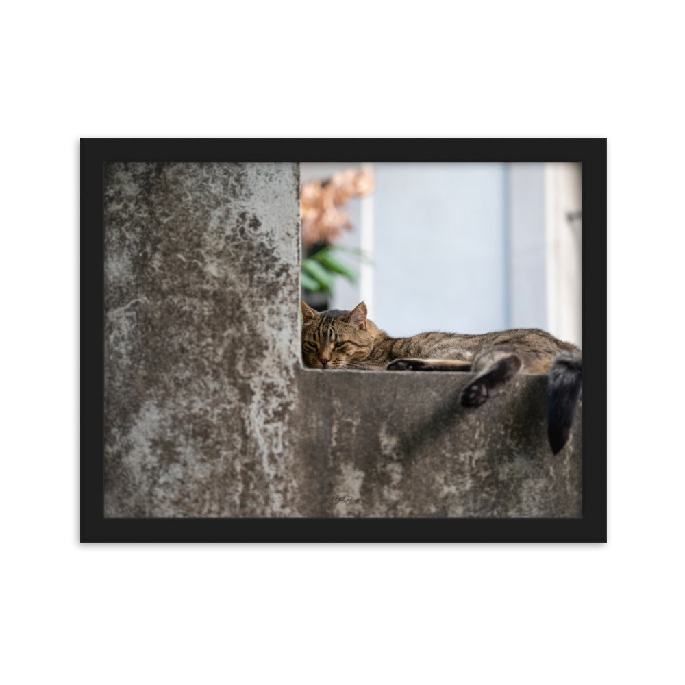 Chat paisiblement endormi sur une surface en béton, capturé dans le poster 'Sieste' par Yann Peccard.