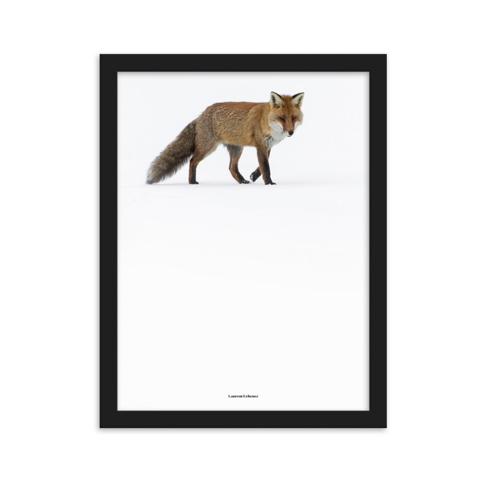 Photographie 'Doux Roux' de Laurent Echenoz, montrant un renard roux dans un paysage hivernal, encadré en aulne ou chêne pour une élégance naturelle.