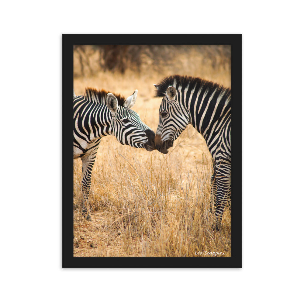 Photographie de deux zèbres s'embrassant dans le parc national du Serengeti, capturée par Léa Scappini, illustrant un moment intime et tendre de la vie sauvage.