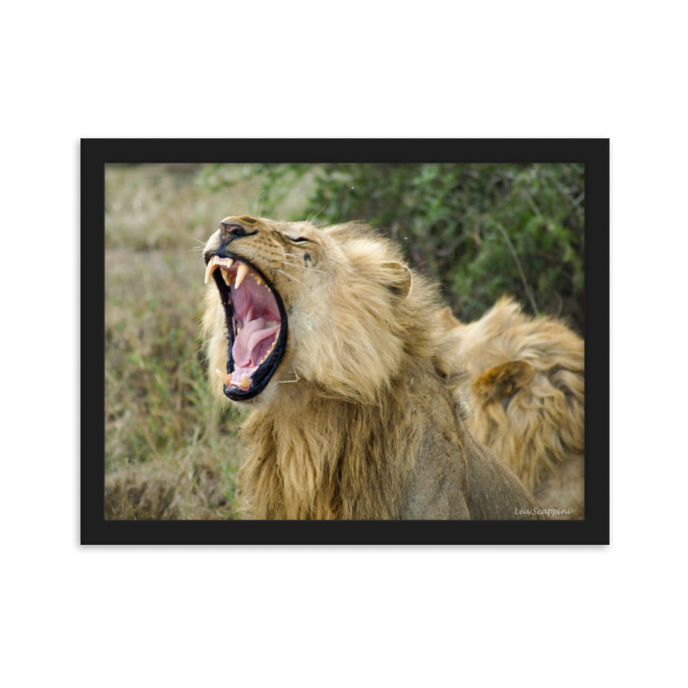 Photographie capturant un lion majestueux au milieu d'un puissant bâillement, par Léa Scappini, illustrant la force brute et la splendeur de la savane africaine.