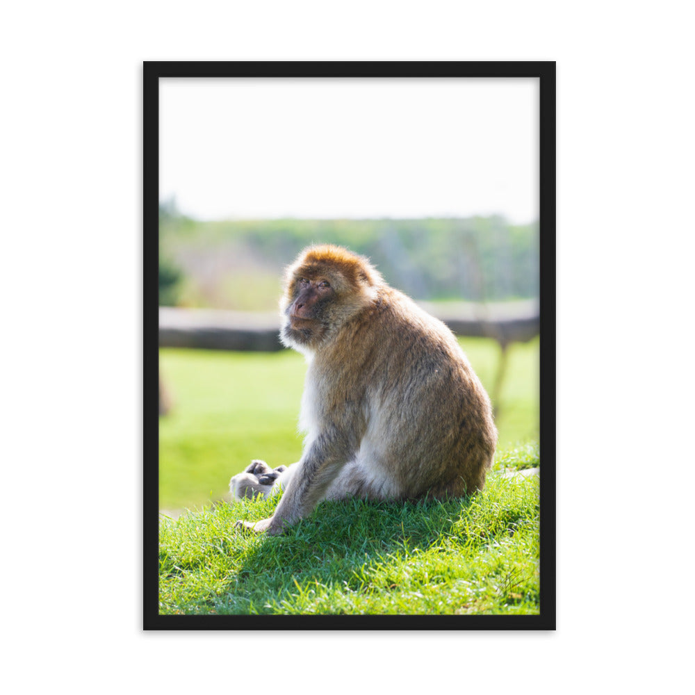 Dans le regard d'un macaque - Poster encadré - La boutique du poster Français