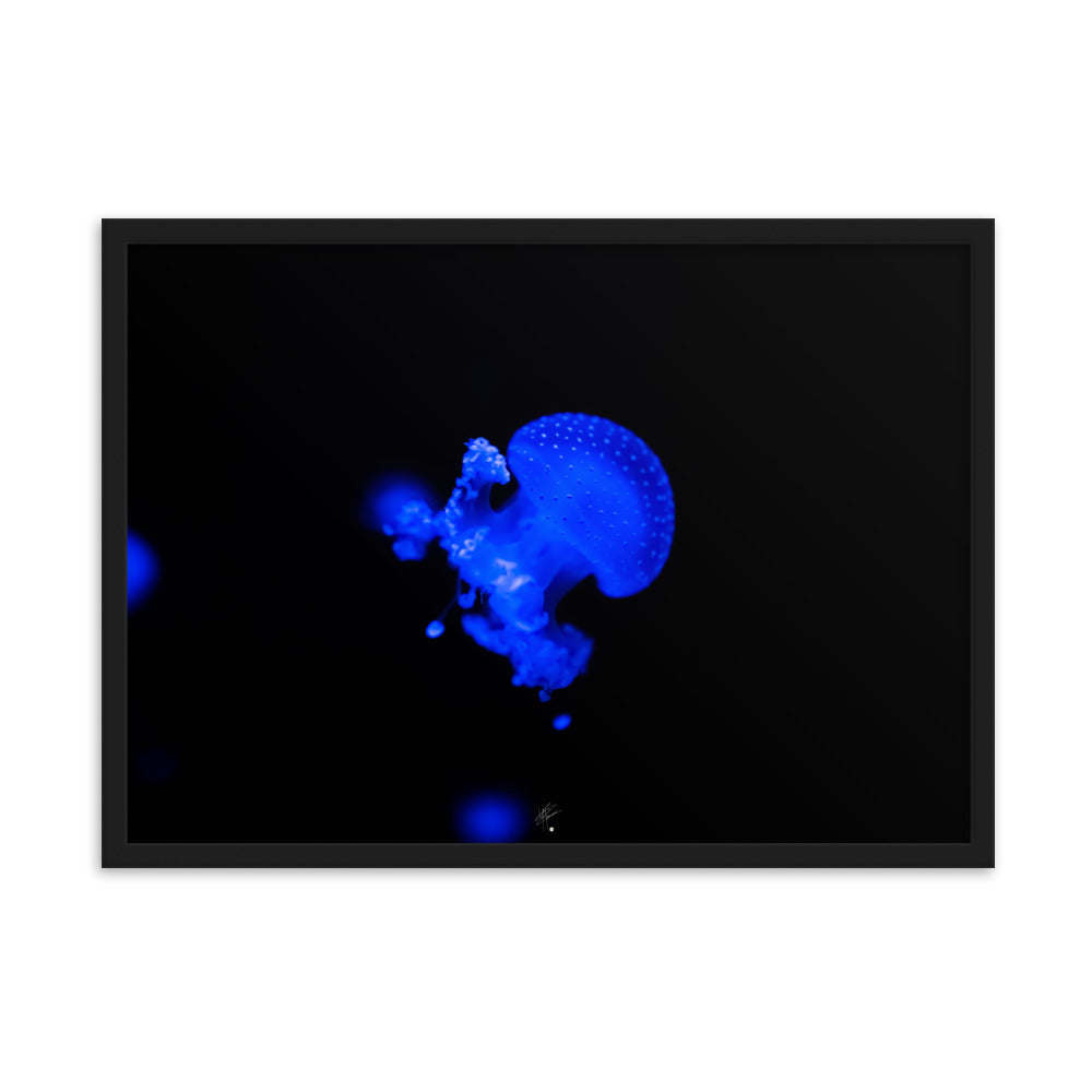 Photographie de méduse illuminée d'un éclat bleu hypnotique sur fond sombre, encadrée élégamment, par l'artiste Yann Peccard.