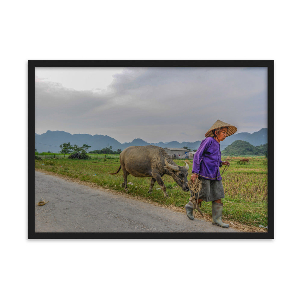 Poster 'Vietnam's Farmer' montrant une scène apaisante d'une fermière vietnamienne et son buffle, capturée par Victor Marre, transportant la sérénité et la simplicité de la vie rurale vietnamienne dans votre espace.