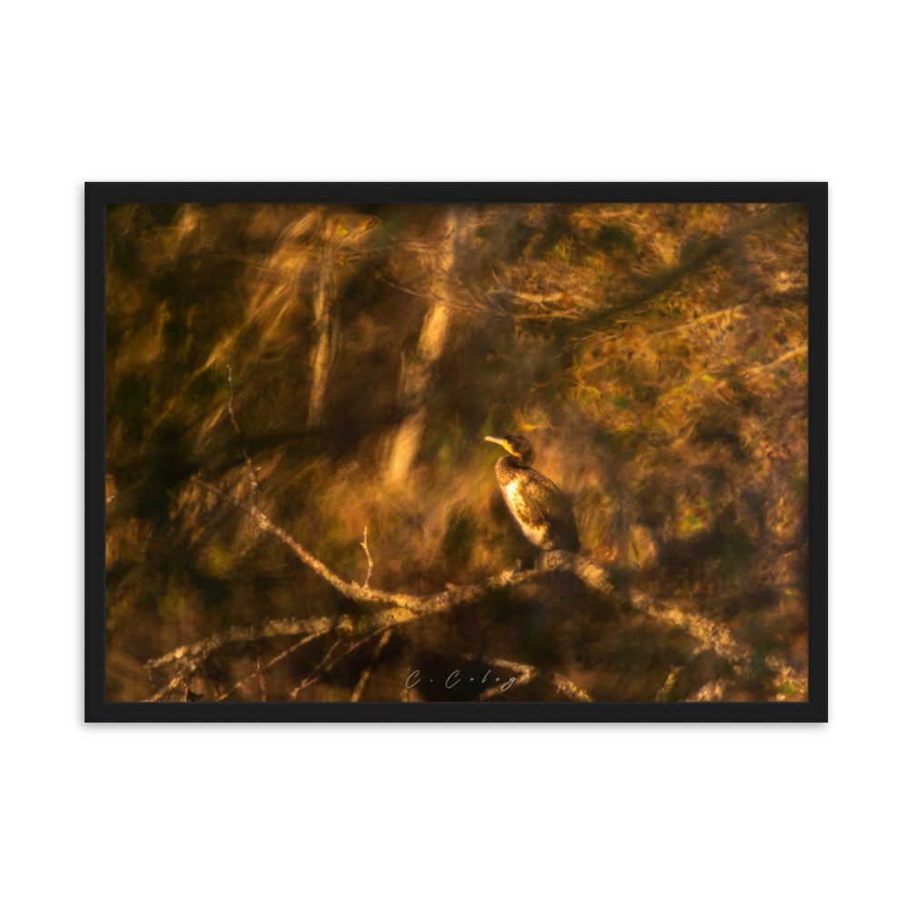 Cormoran élégamment perché sur une branche, évoquant un tableau de maître, encadré en chêne massif, une fusion unique entre photographie et peinture signée Charles Coley.