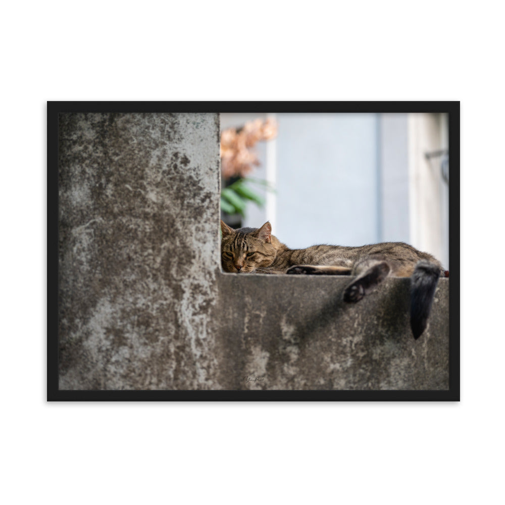 Chat paisiblement endormi sur une surface en béton, capturé dans le poster 'Sieste' par Yann Peccard.