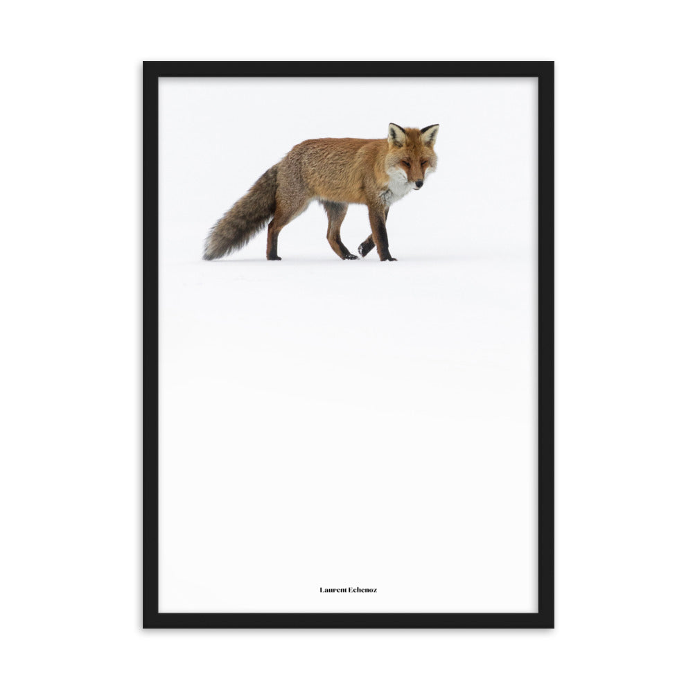 Photographie 'Doux Roux' de Laurent Echenoz, montrant un renard roux dans un paysage hivernal, encadré en aulne ou chêne pour une élégance naturelle.