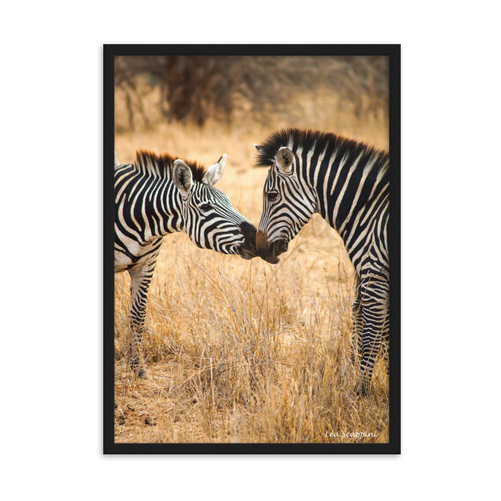 Photographie de deux zèbres s'embrassant dans le parc national du Serengeti, capturée par Léa Scappini, illustrant un moment intime et tendre de la vie sauvage.