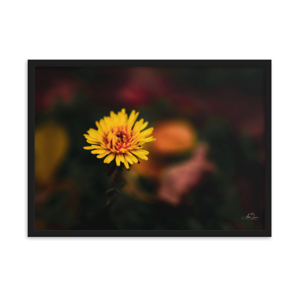 Photographie d'une fleur jaune vif se dressant contre un fond sombre et flou, capturée par Adrien Louraco, illustrant la résilience et la beauté de la nature.