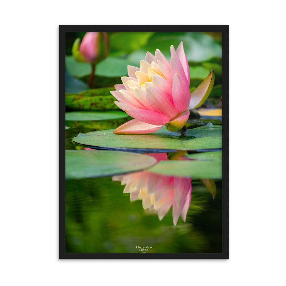 nénuphar dans les Jardins d'eau de Carsac