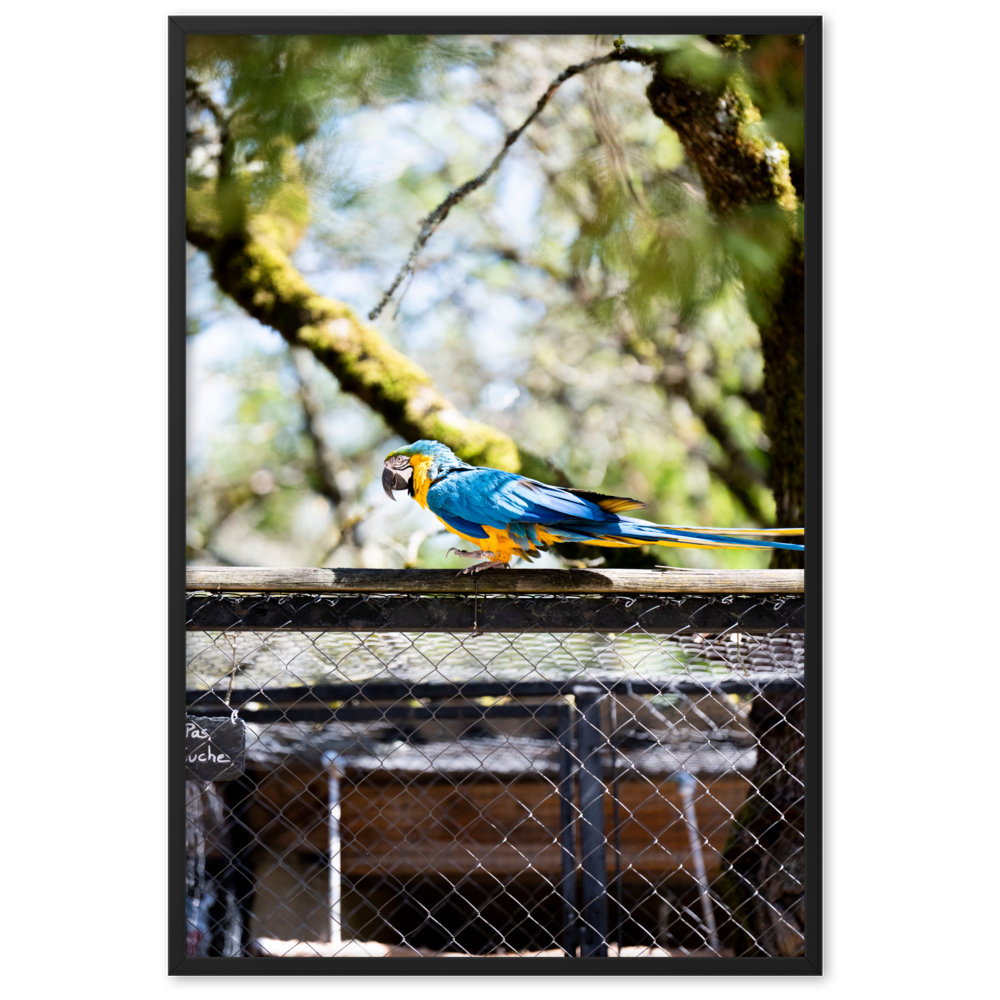 Poster mural - Ara Bleu – Photographie d'oiseau – Poster photographie, photographie murale et des posters muraux unique au monde. La boutique de posters créée par Yann Peccard un Photographe français.