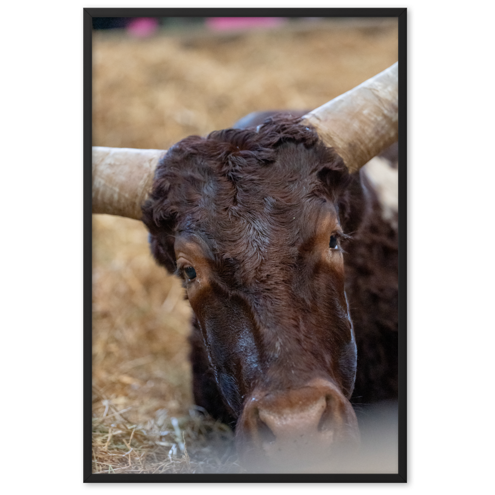 Poster - La vache – Photographie de Vache – De la photographie murale et des posters unique au monde. La boutique de posters créée par Yann Peccard un Photographe français.