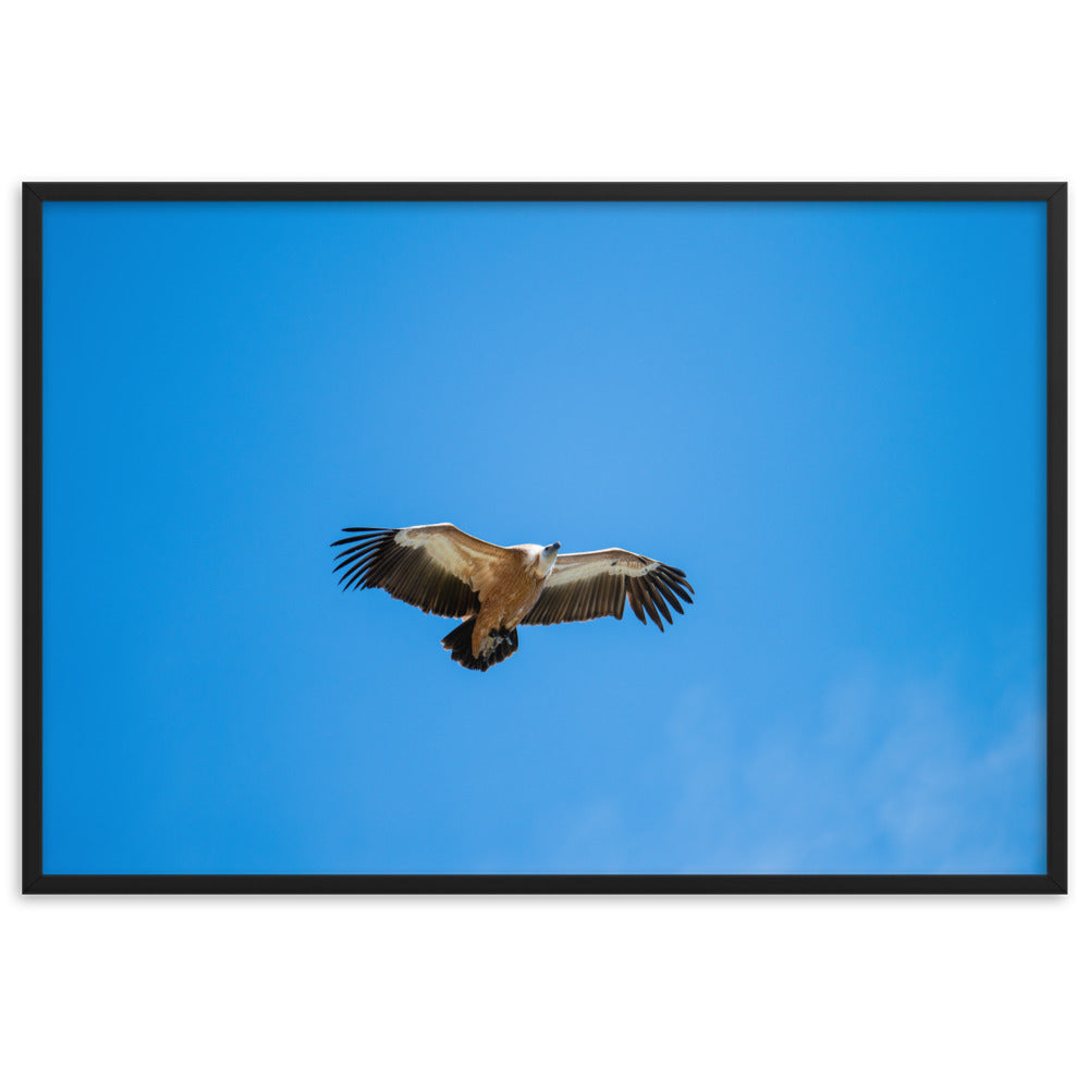 Poster de photographie animalière d'un vautour fauve en plein vol, les ailes écartées, sous un ciel bleu dégagé.