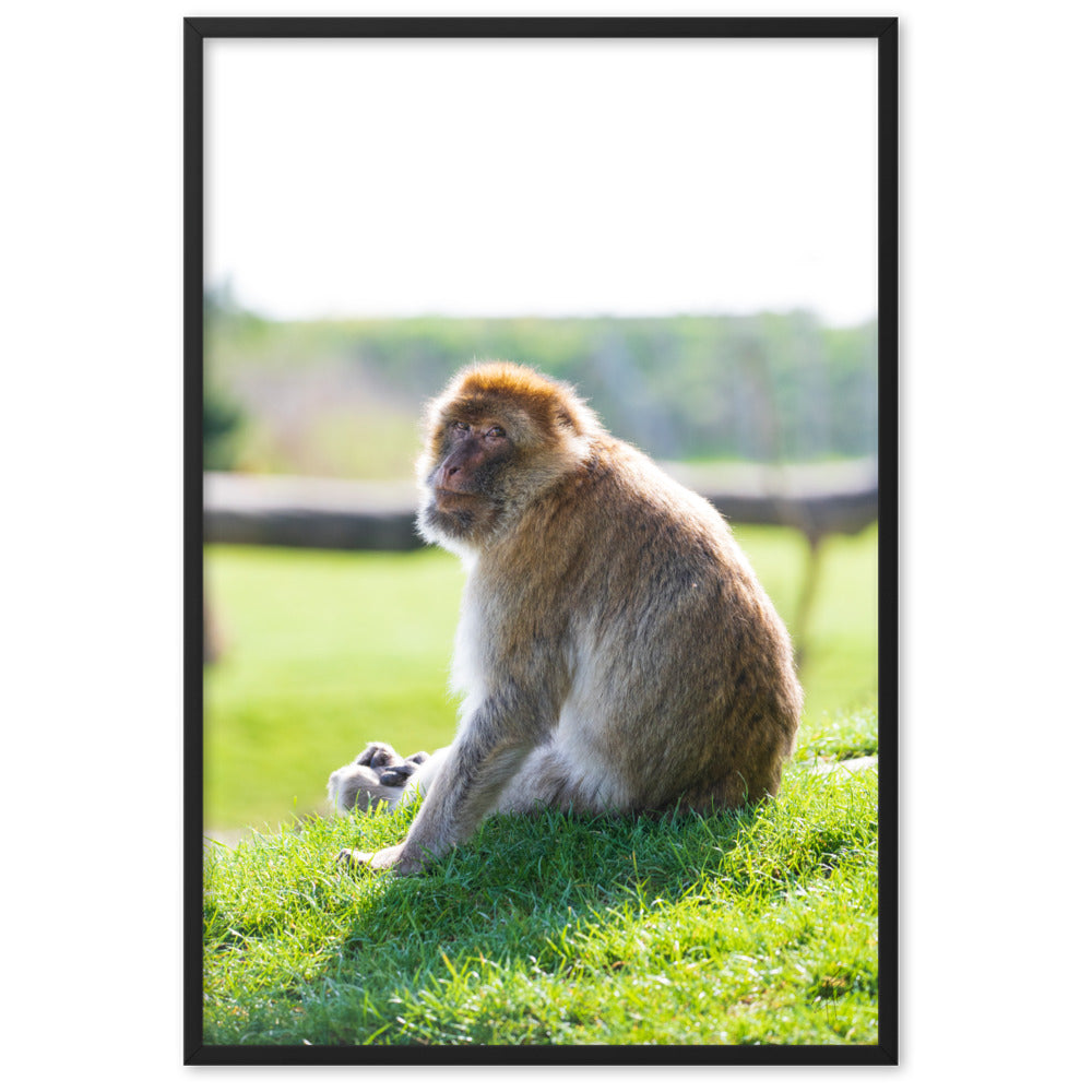 Dans le regard d'un macaque - Poster encadré - La boutique du poster Français