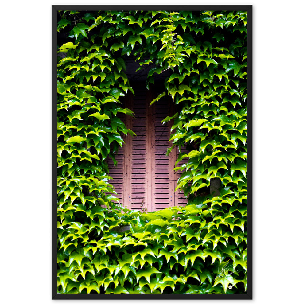 Photographie montrant une vieille fenêtre aux volets rouges, enveloppée par des plantes vertes grimpantes. Une représentation poétique de l'interaction entre nature et histoire.