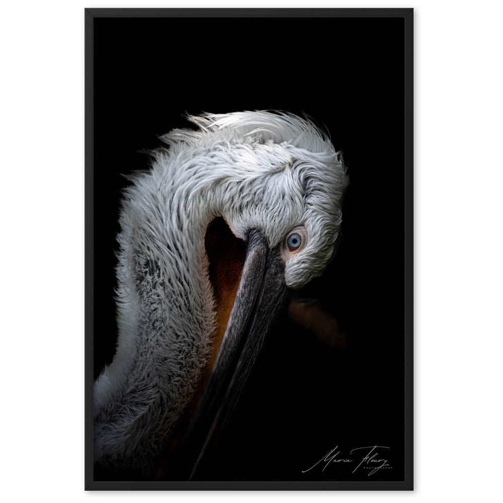 Photographie de haute qualité du Pélican frisé sur fond noir, illuminant son pelage blanc et son œil bleu vif, signée par la renommée Maria Fleury.