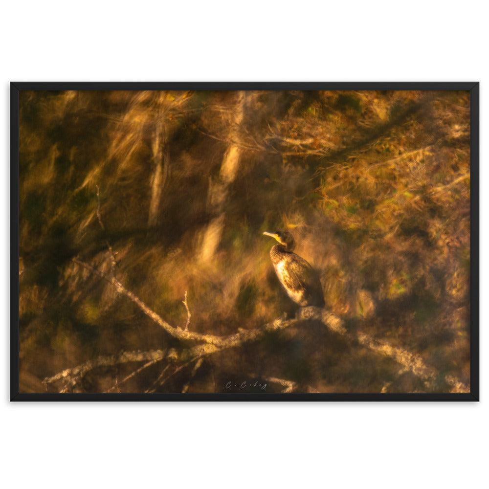 Cormoran élégamment perché sur une branche, évoquant un tableau de maître, encadré en chêne massif, une fusion unique entre photographie et peinture signée Charles Coley.