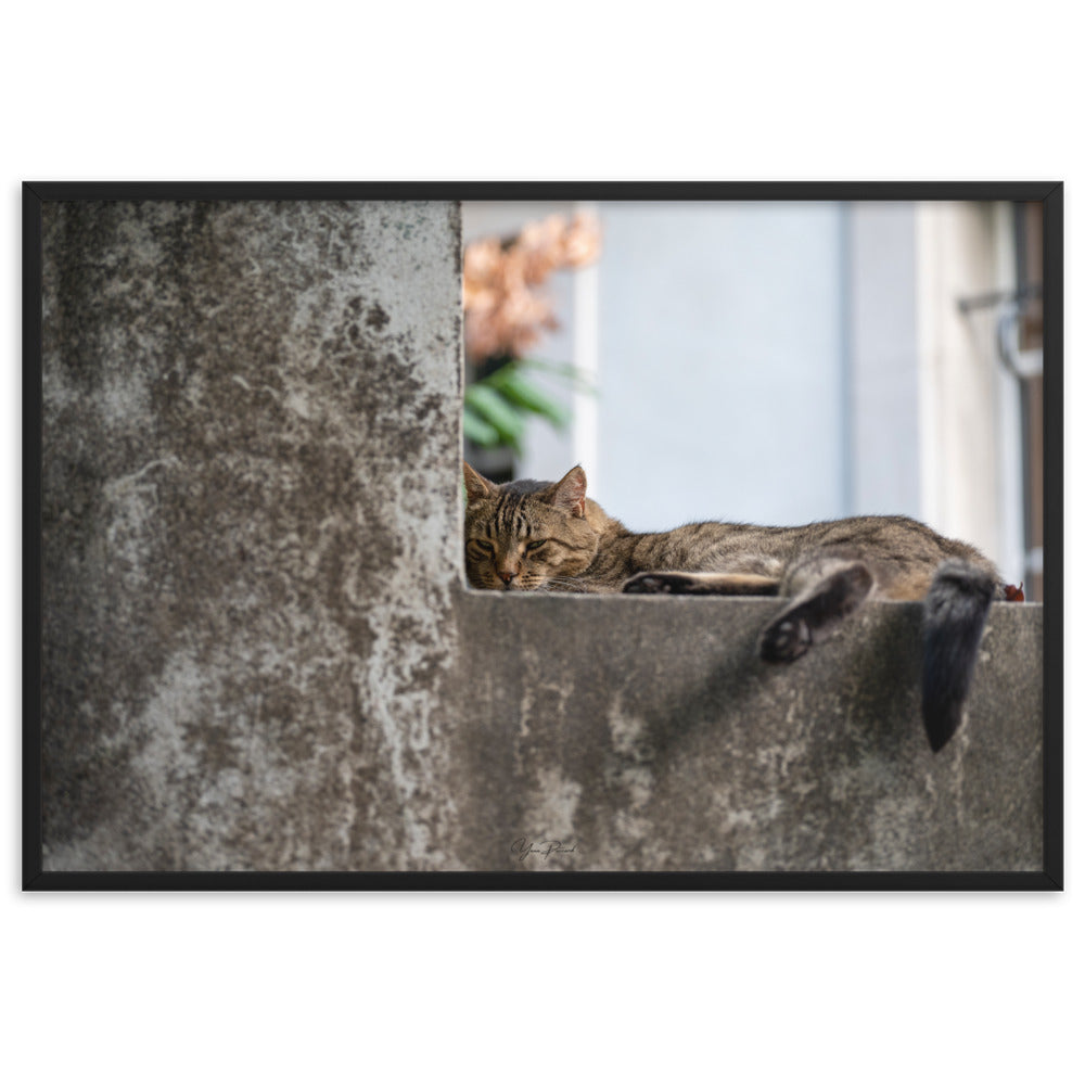 Chat paisiblement endormi sur une surface en béton, capturé dans le poster 'Sieste' par Yann Peccard.