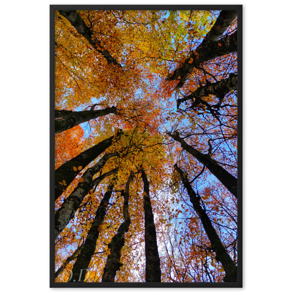 Photographie 'Automne' de La plantoune, illustrant la canopée forestière en automne avec des couleurs vibrantes, encadrée pour une élégance naturelle.