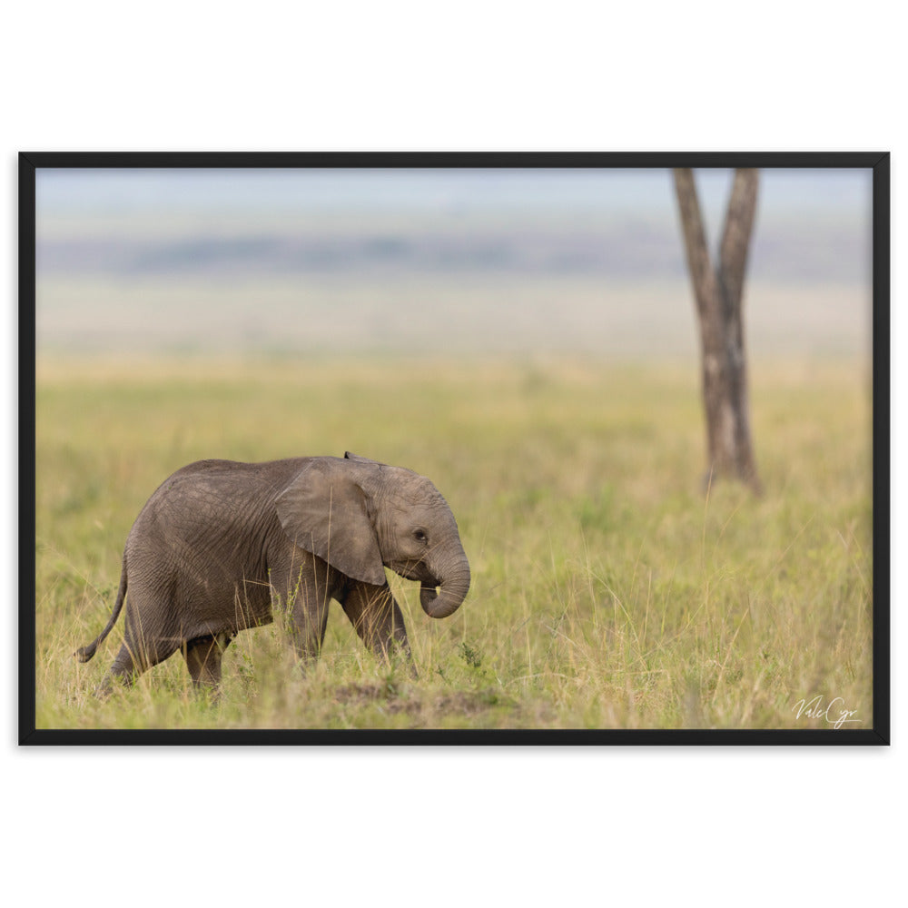 Photographie d'un éléphanteau aux yeux curieux, capturé dans son habitat naturel par Valerie et Cyril BUFFEL, illustrant la beauté et l'innocence de la vie sauvage.