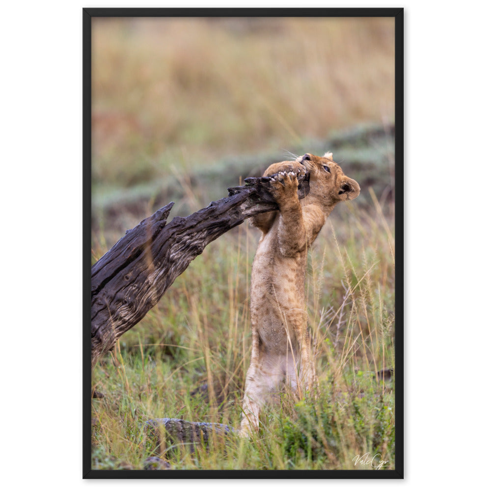 Poster "Lionceau" par Valerie et Cyril BUFFEL, montrant un lionceau dans la savane africaine baignée par les rayons dorés du soleil, parfait pour les amateurs de faune sauvage.