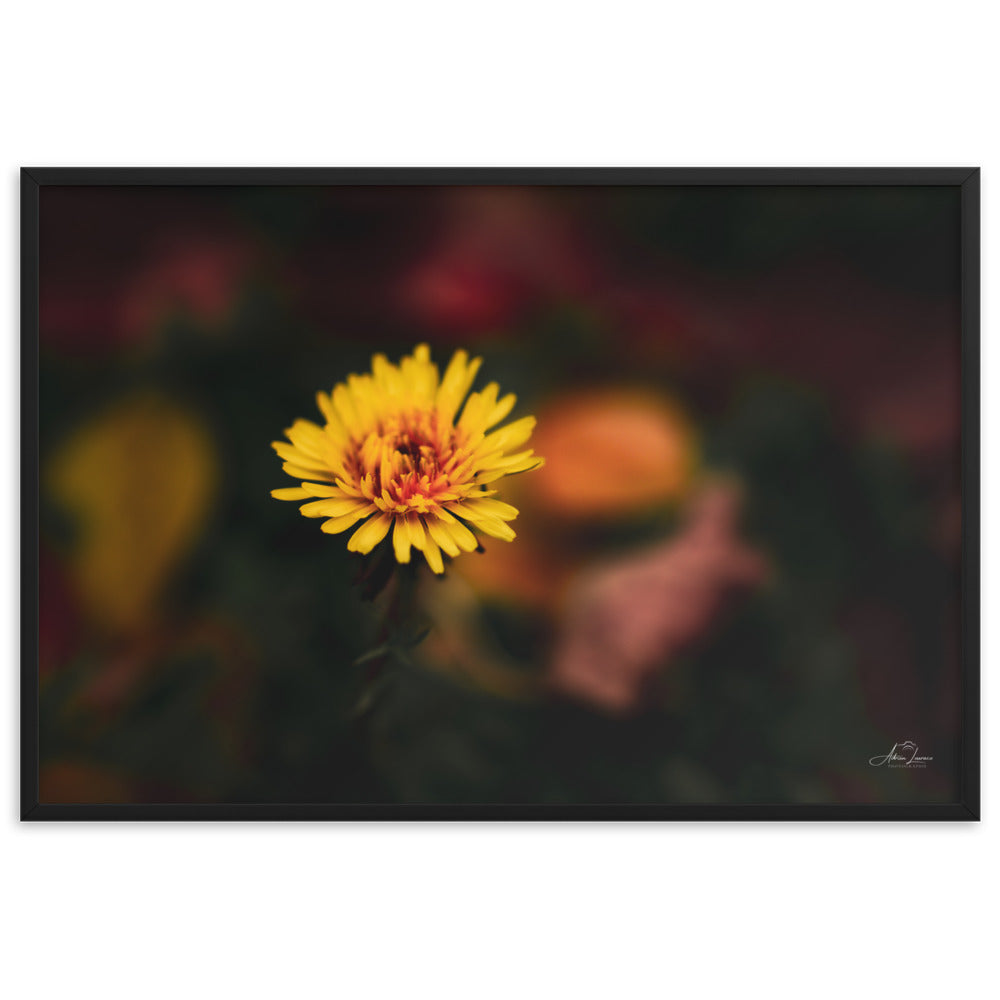 Photographie d'une fleur jaune vif se dressant contre un fond sombre et flou, capturée par Adrien Louraco, illustrant la résilience et la beauté de la nature.