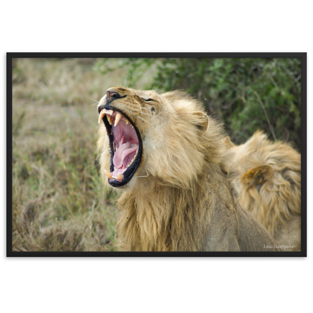 Photographie capturant un lion majestueux au milieu d'un puissant bâillement, par Léa Scappini, illustrant la force brute et la splendeur de la savane africaine.