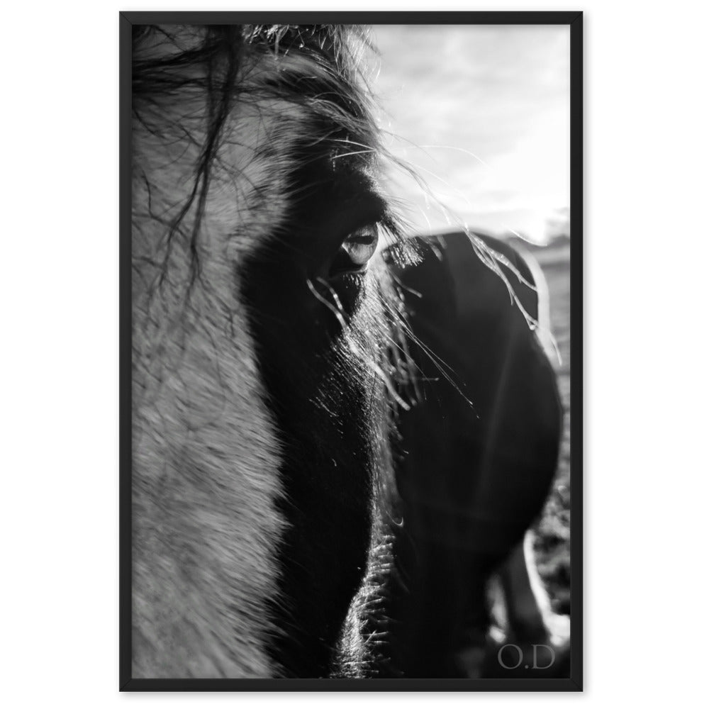 Portrait cheval en noir et blanc