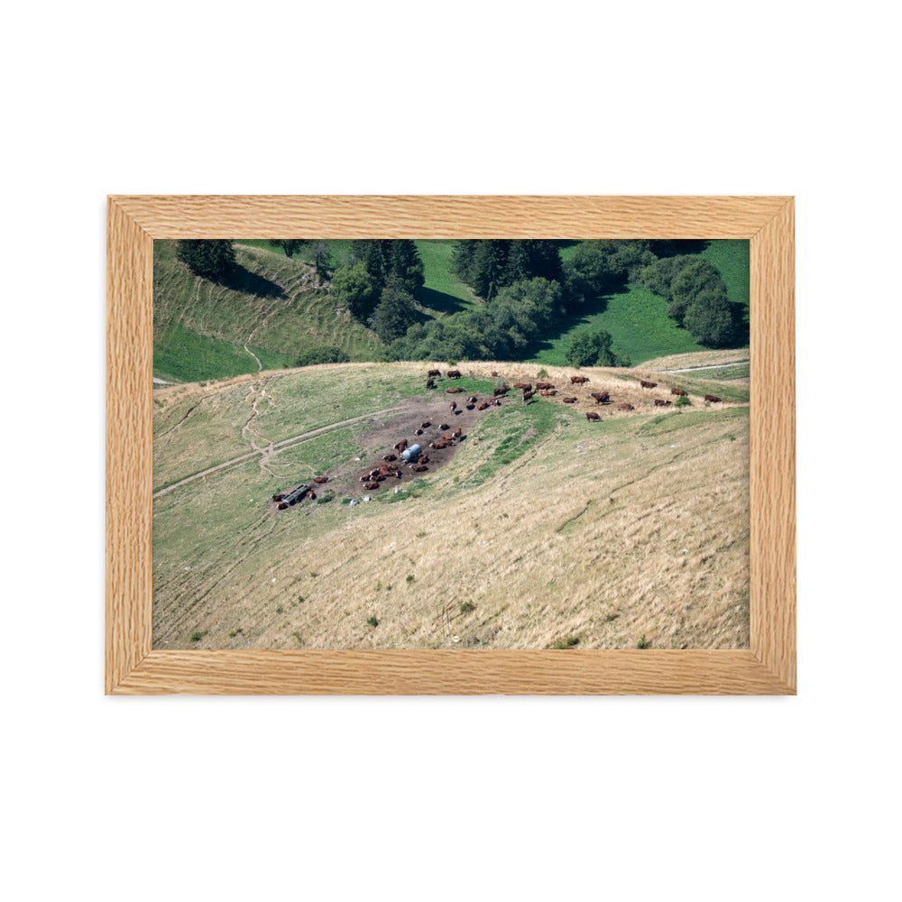 Photographie des vaches paissant paisiblement avec en toile de fond les montagnes majestueuses de la Tournette près d'Annecy. La nature dans sa splendeur.