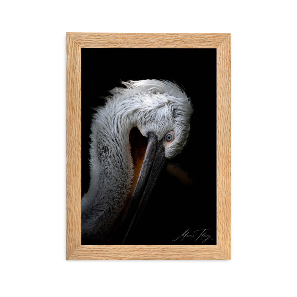 Photographie de haute qualité du Pélican frisé sur fond noir, illuminant son pelage blanc et son œil bleu vif, signée par la renommée Maria Fleury.